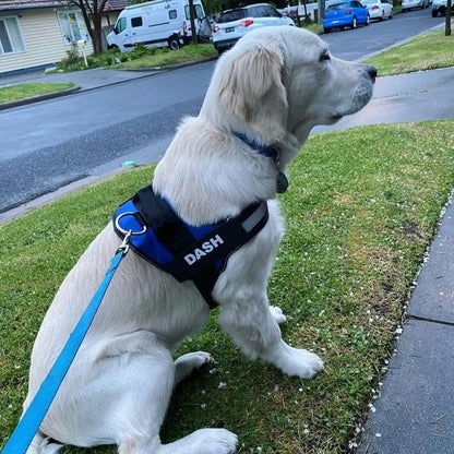 Blaues Hundegeschirr Labrador Retriever