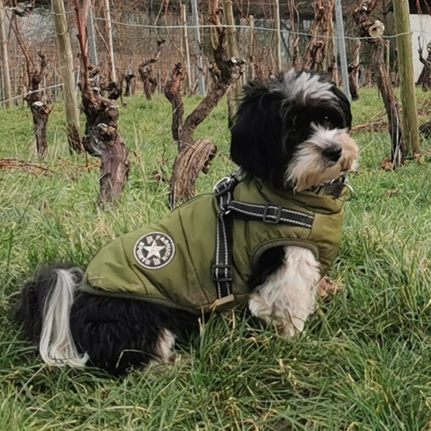 Hundejacke für kleine Hunde