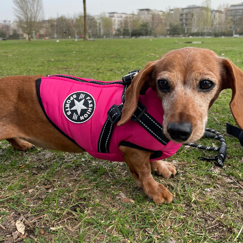 Hundejacke für kleine Hunde