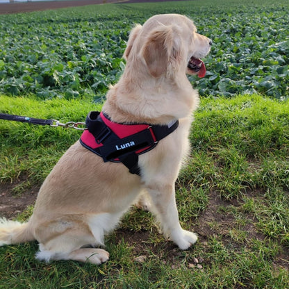 Rotes Hundegeschirr Golden Retriever