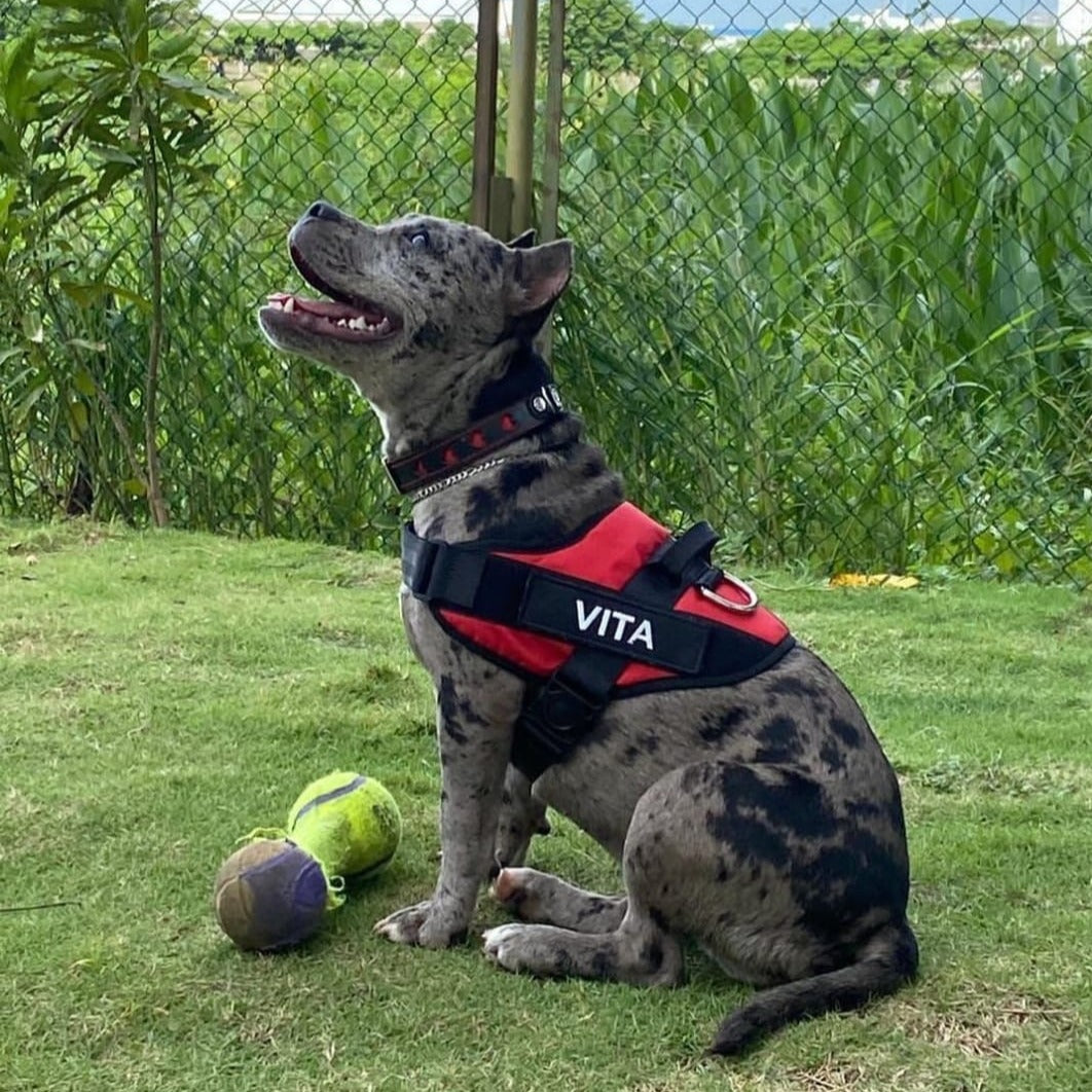 Rotes Hundegeschirr Pitbull