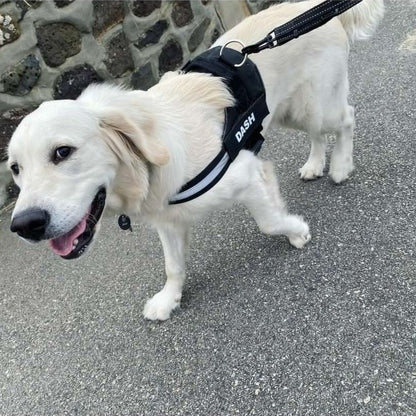 Schwarzes Hundegeschirr Golden Retriever