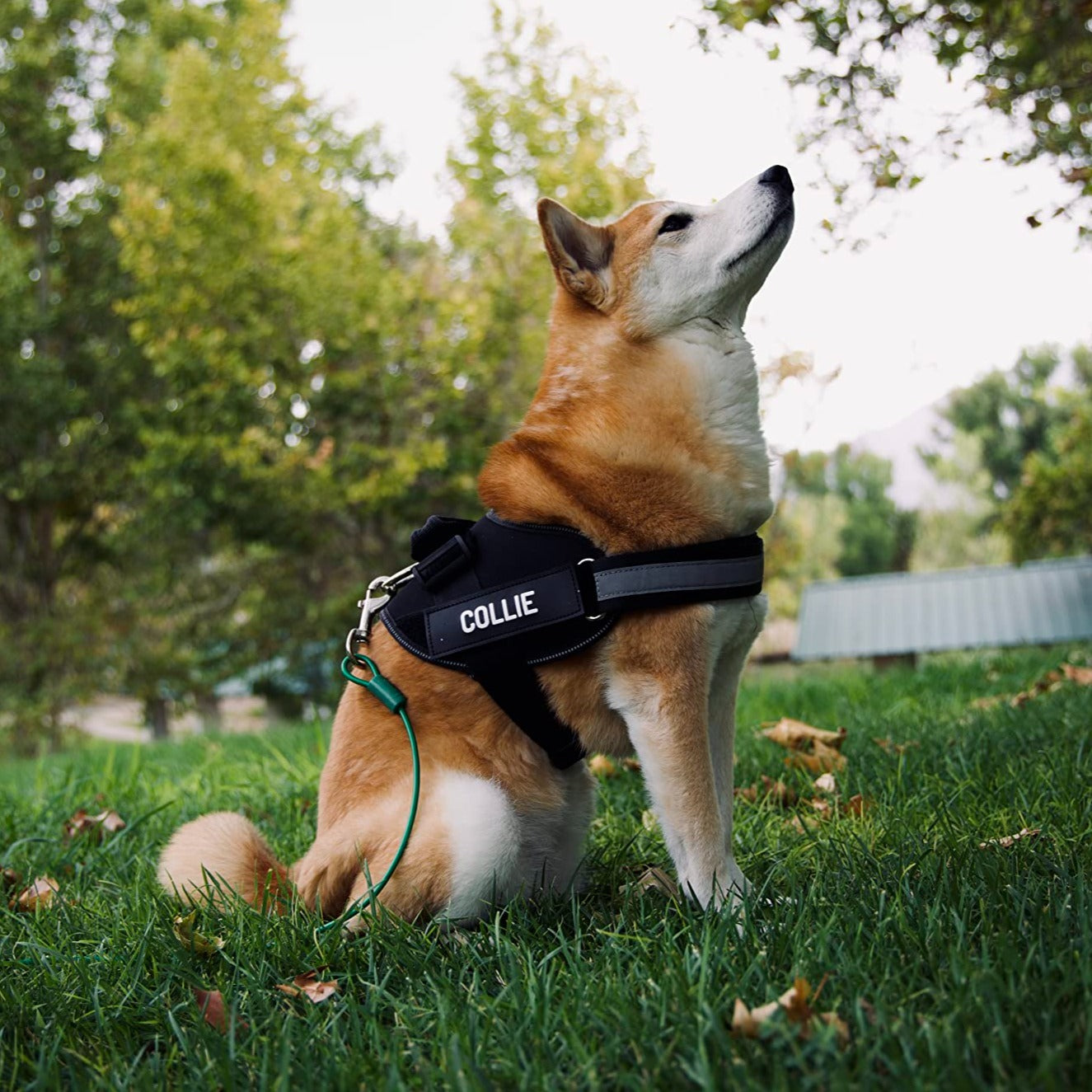 Schwarzes Hundegeschirr Shiba Inu