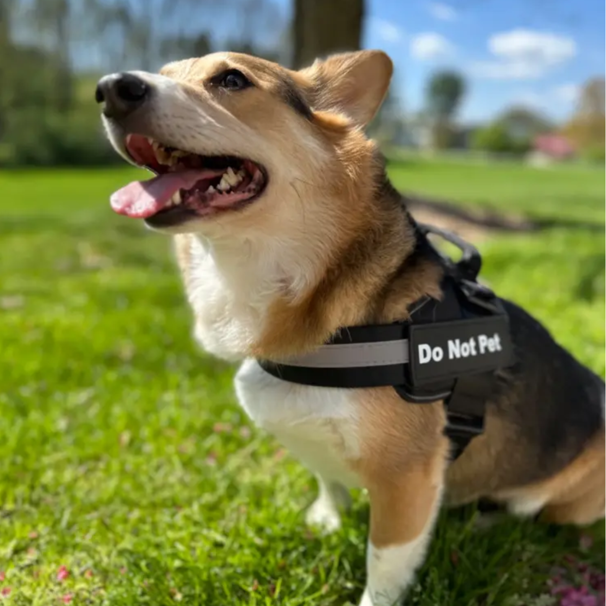 Schwarzes Hundegeschirr Corgi